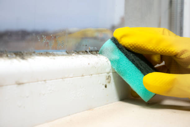 Crawl Space Mold Removal in Shadow Lake, WA